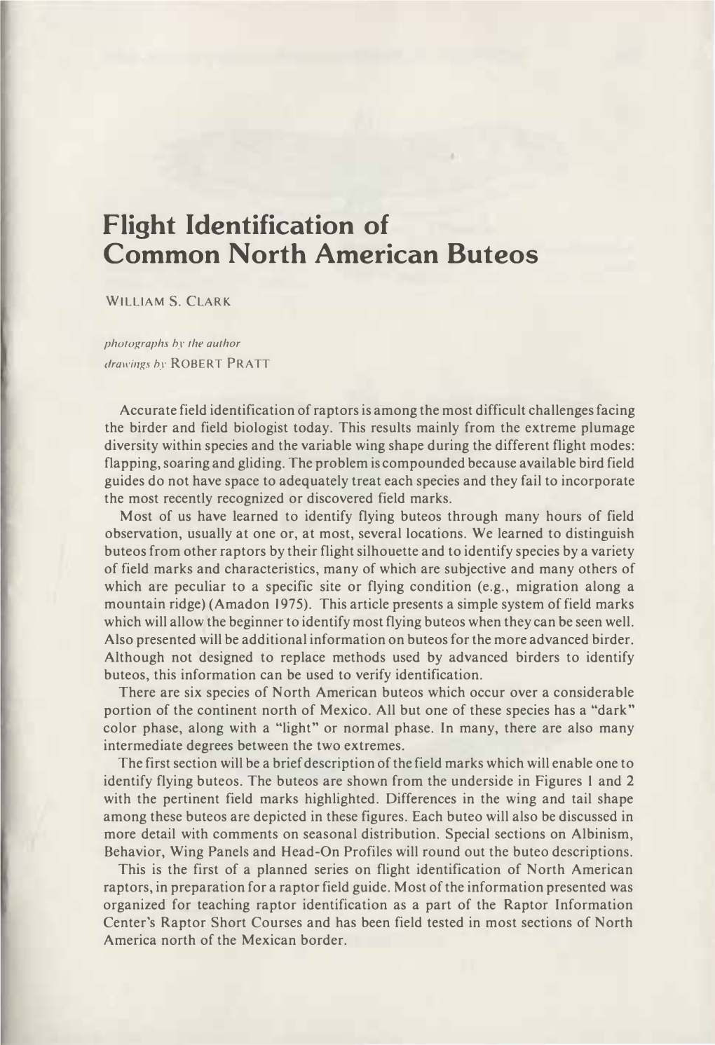 Flight Identification of Common North American Buteos