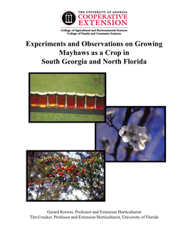 Experiments and Observations on Growing Mayhaws As a Crop in South Georgia and North Florida