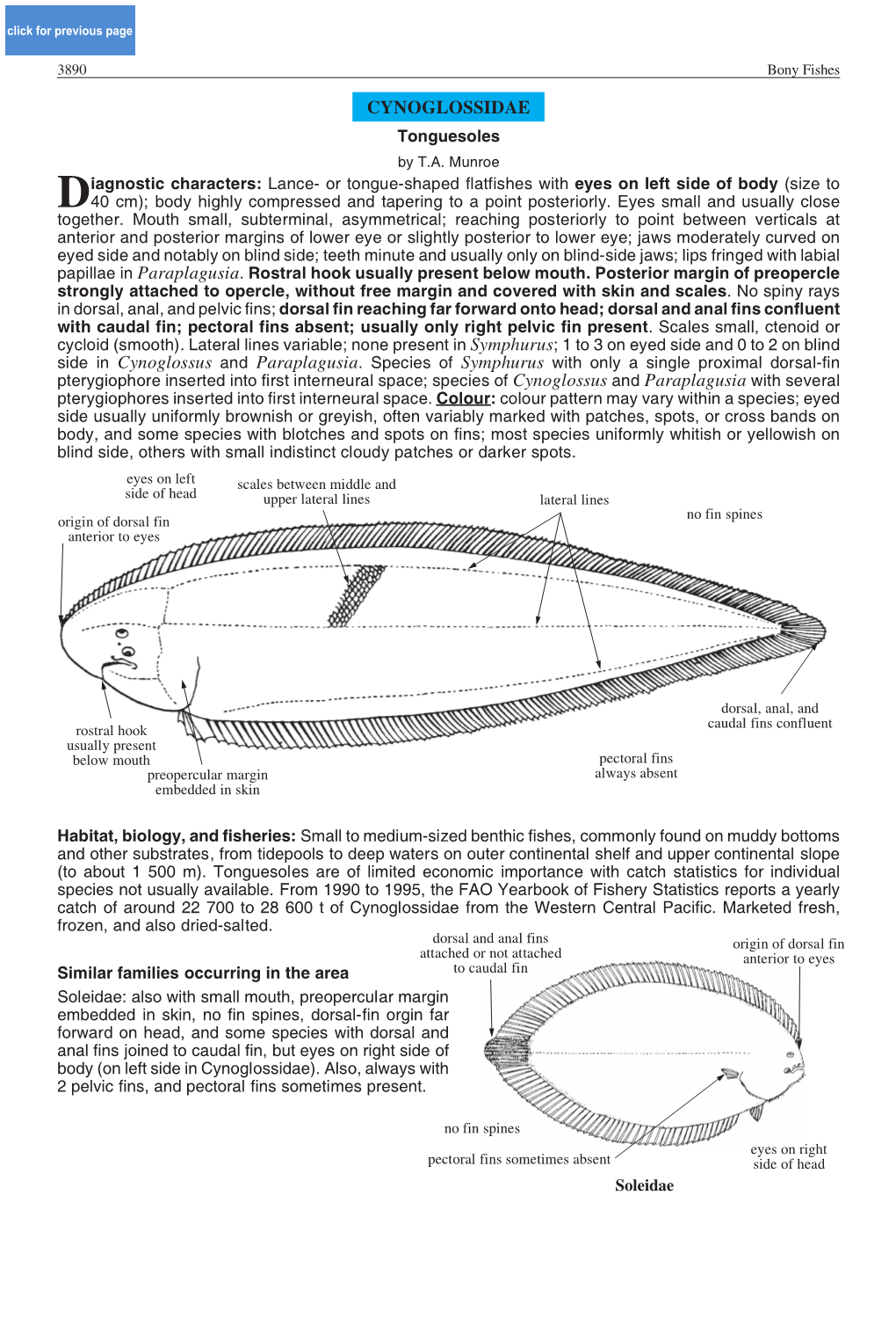 CYNOGLOSSIDAE Tonguesoles by T.A