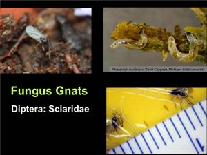 Fungus Gnats Diptera: Sciaridae Potential Concerns Associated with Fungus Gnats