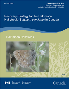 Half-Moon Hairstreak (Satyrium Semiluna) in Canada