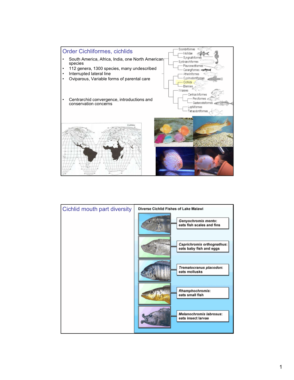 Order Cichliformes, Cichlids Cichlid Mouth Part Diversity