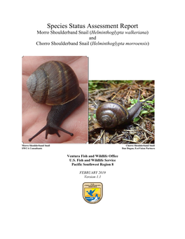 Species Status Assessment Report for Morro Shoulderband Snail