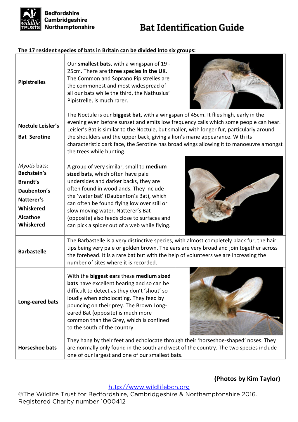 ID GUIDE Bats How to Identify Different Species of UK