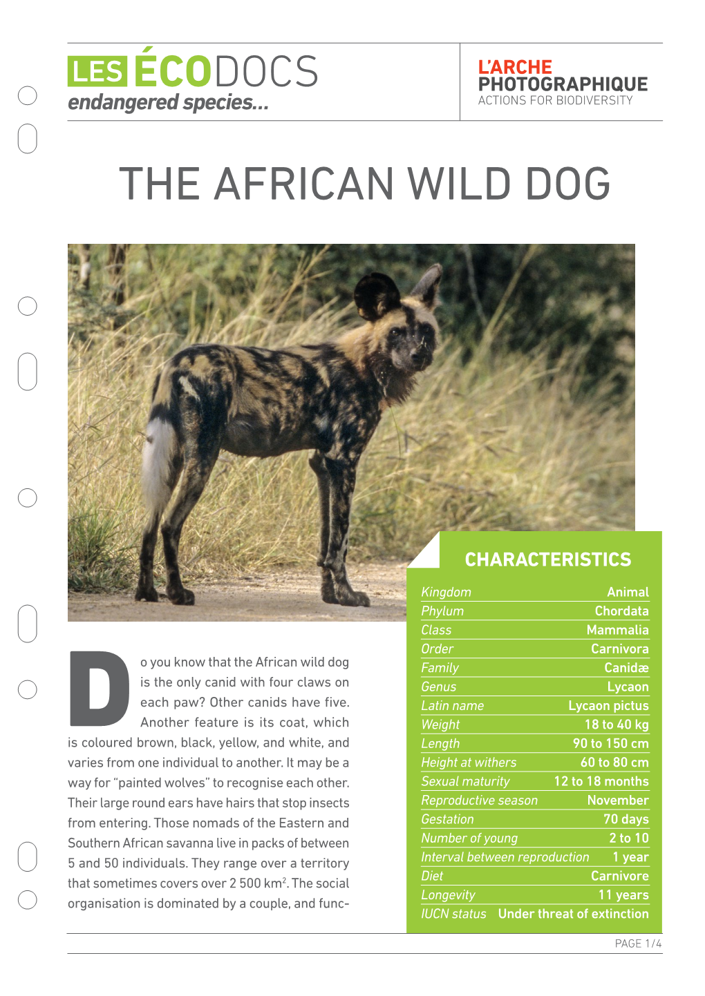 The African Wild Dog