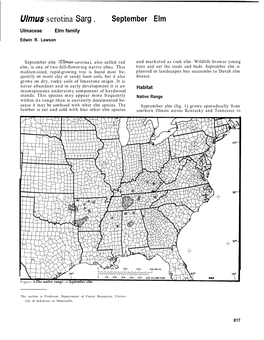 Ulmus Serotina Sarg . September Elm Ulmaceae Elm Family Edwin R