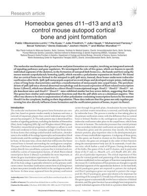 Homeobox Genes D11–D13 and A13 Control Mouse Autopod Cortical