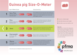 Guinea Pig Size-O-Meter Will 3 Abdominal Curve