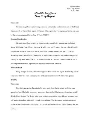 Mirabilis Longiflora New Crop Report