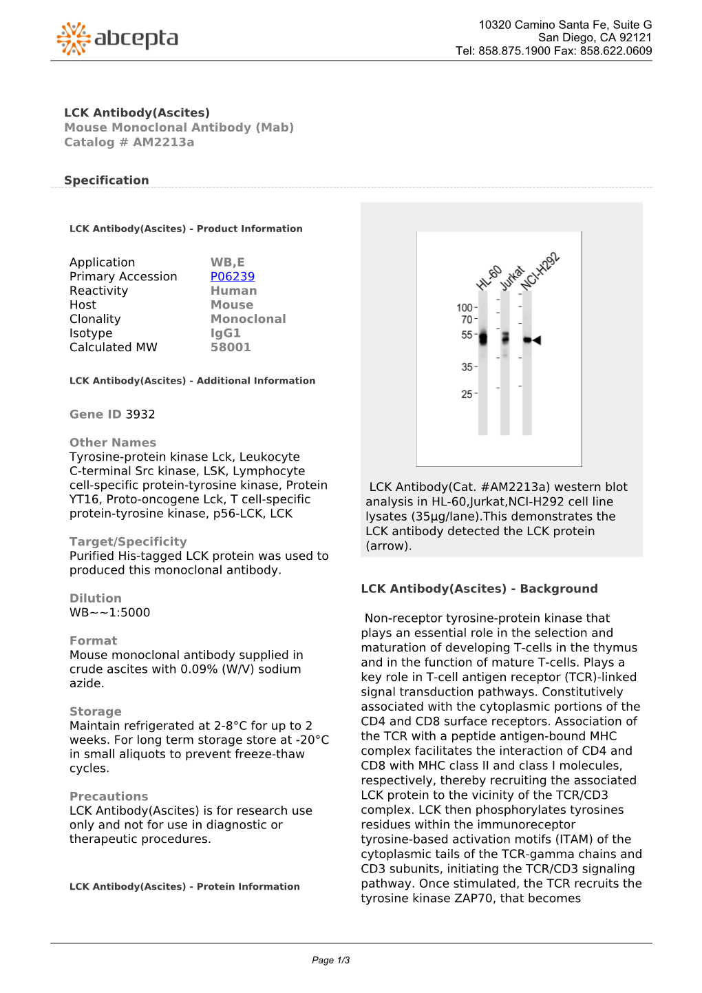 LCK Antibody(Ascites) Mouse Monoclonal Antibody (Mab) Catalog # Am2213a