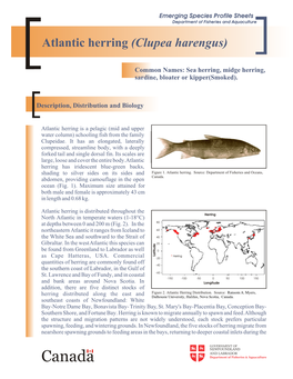 Atlantic Herring (Clupea Harengus)
