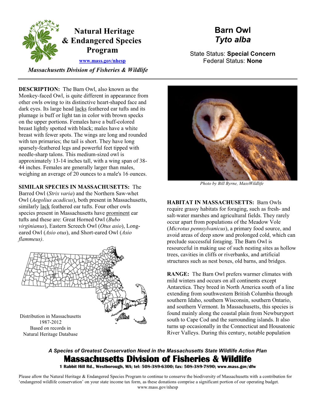 Barn Owl & Endangered Species Tyto Alba