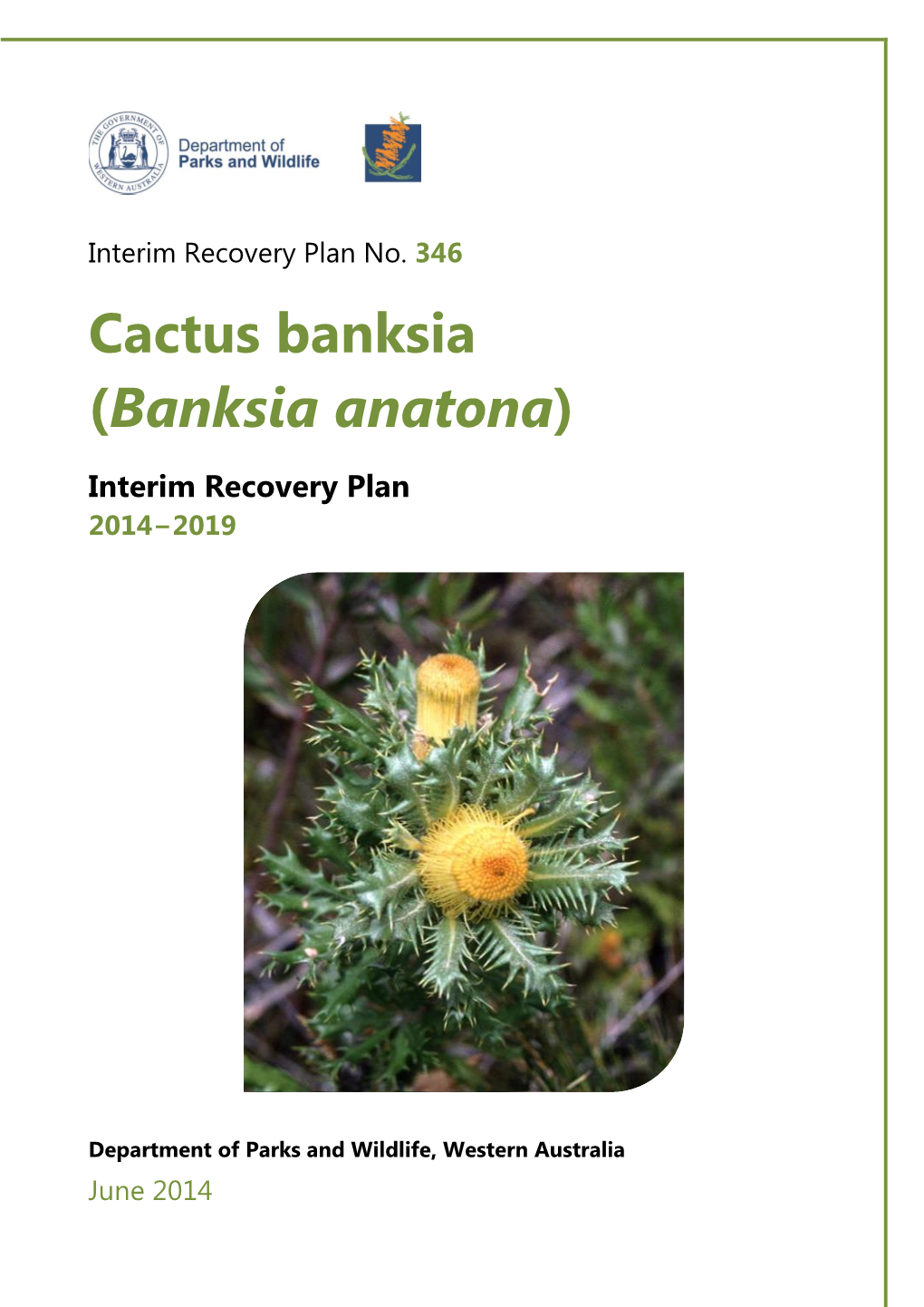 Banksia Anatona)