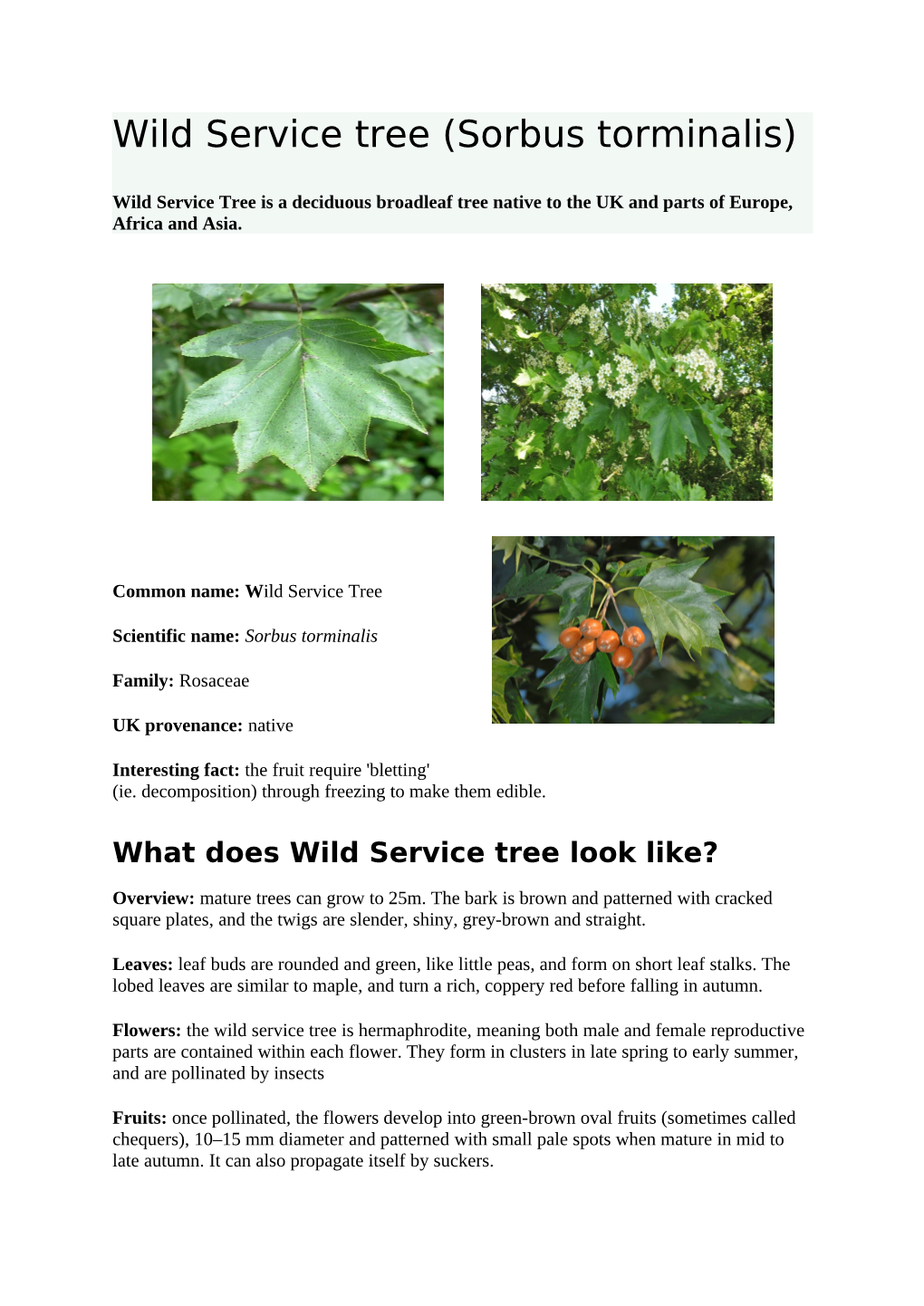 Wild Service Tree (Sorbus Torminalis)