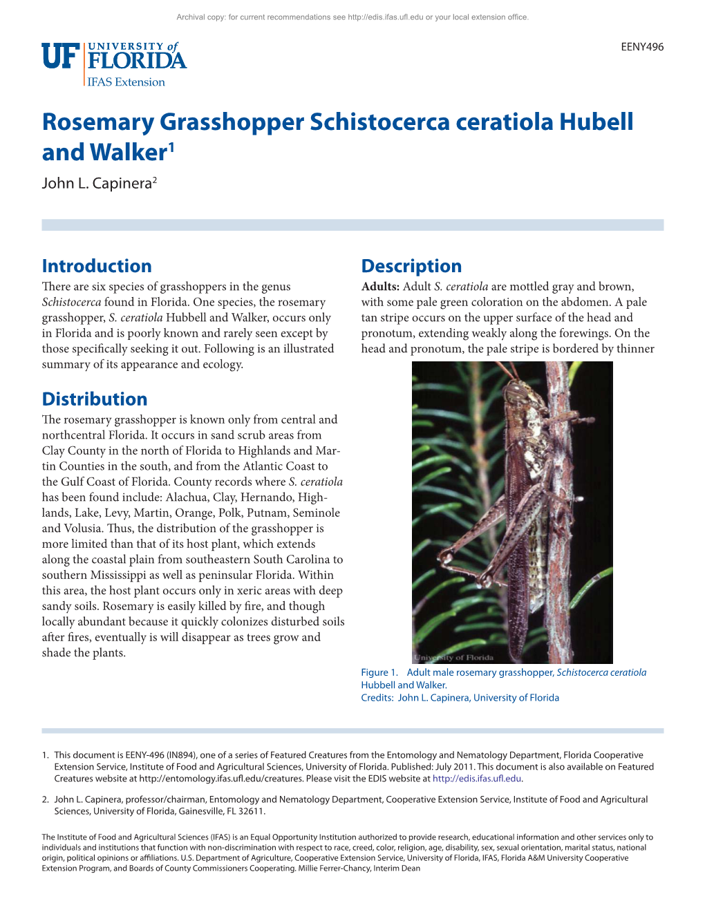 Rosemary Grasshopper Schistocerca Ceratiola Hubell and Walker1 John L