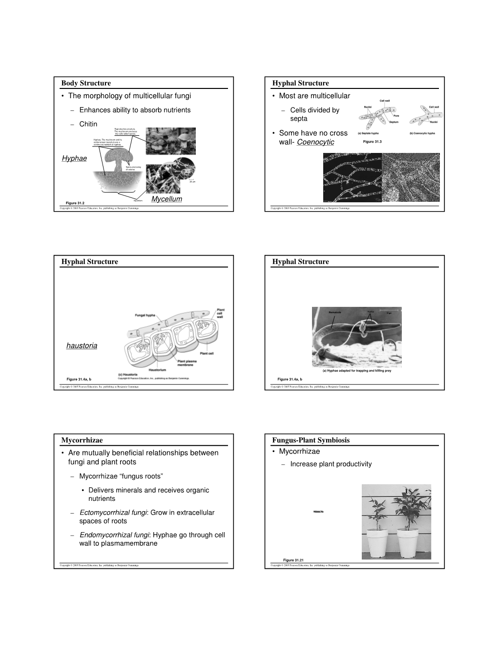 Body Structure • the Morphology of Multicellular Fungi Hyphae