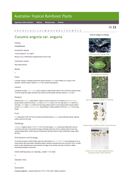 Cucumis Anguria Var. Anguria Click on Images to Enlarge