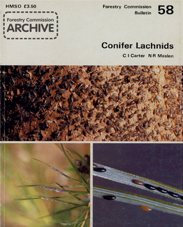 Conifer Lachnids