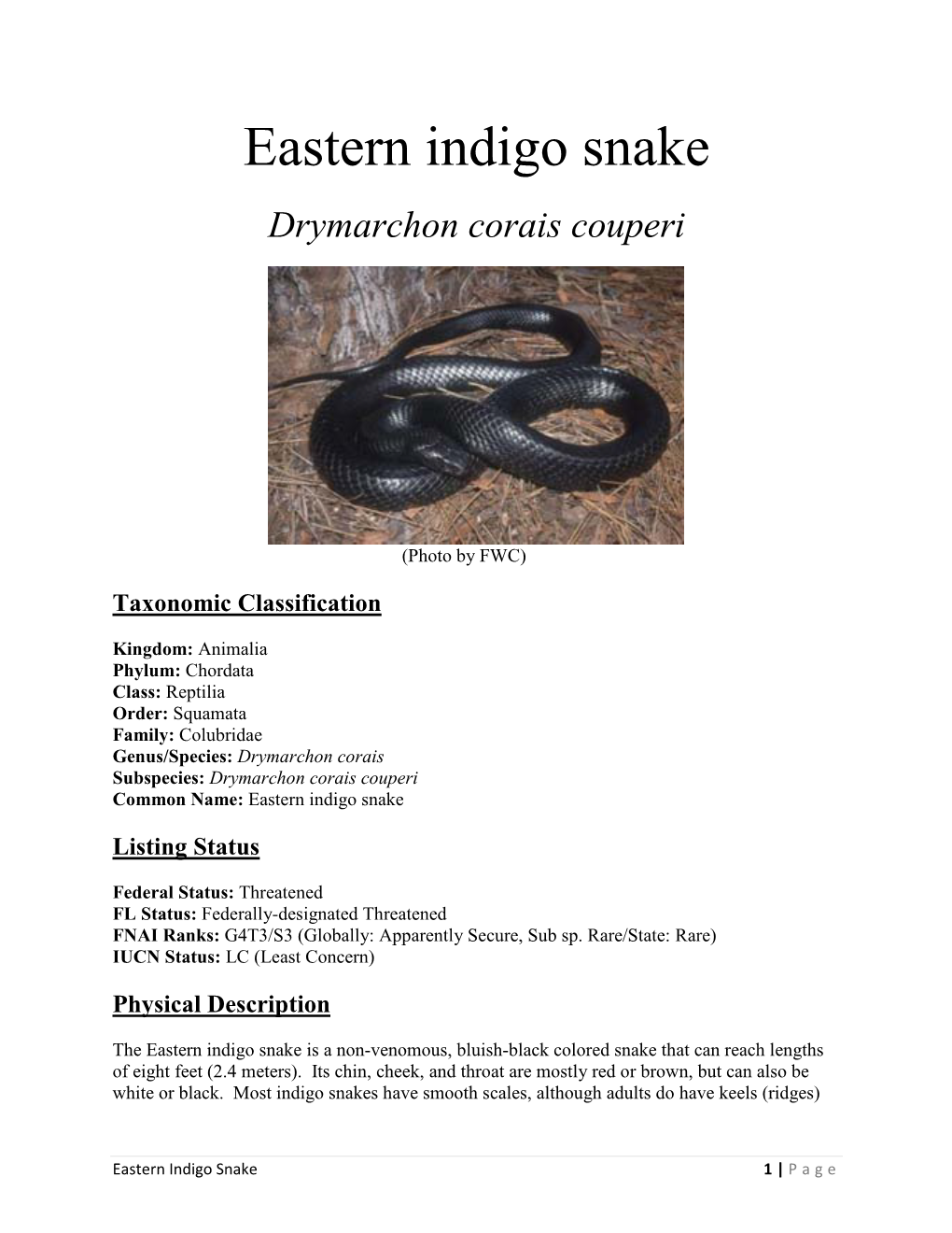 Eastern Indigo Snake