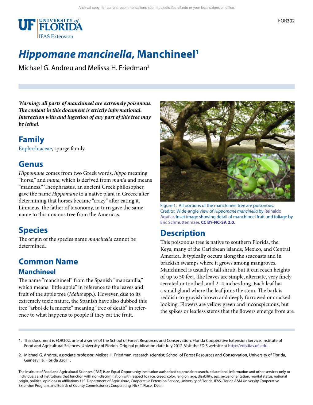 Hippomane Mancinella, Manchineel1 Michael G