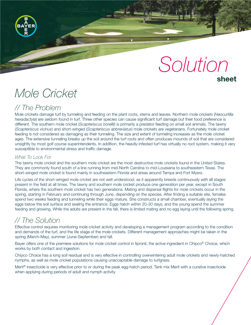 Mole Cricket Solution Sheet