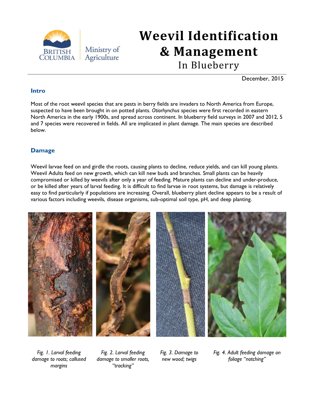 Weevils Identification and Management in Blueberry