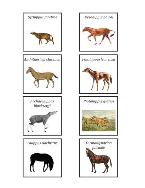 Modified Horse Cards