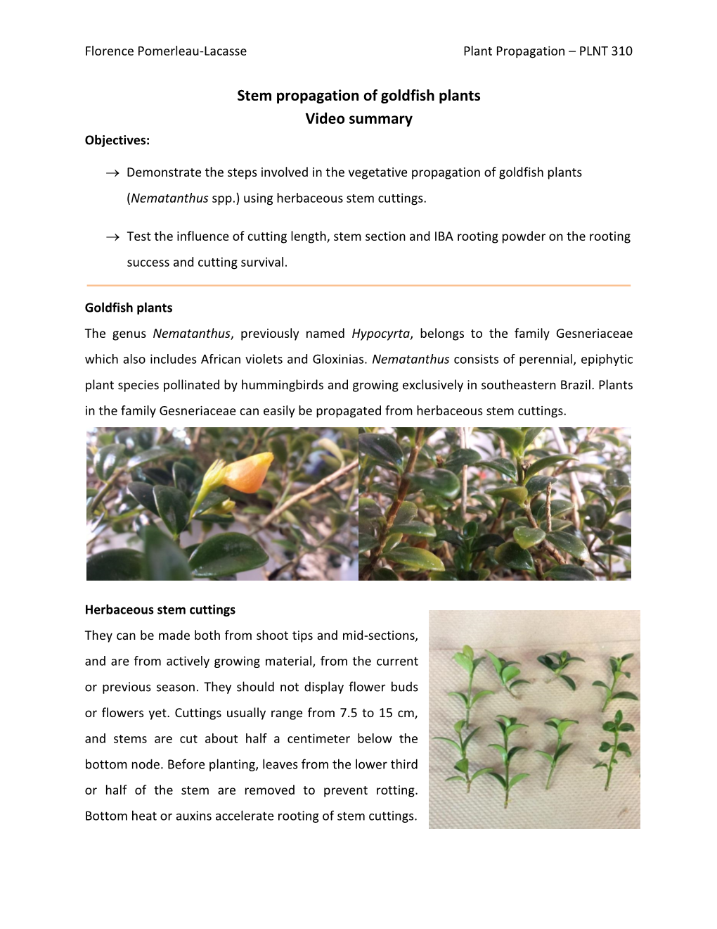 Stem Propagation of Goldfish Plants Video Summary Objectives