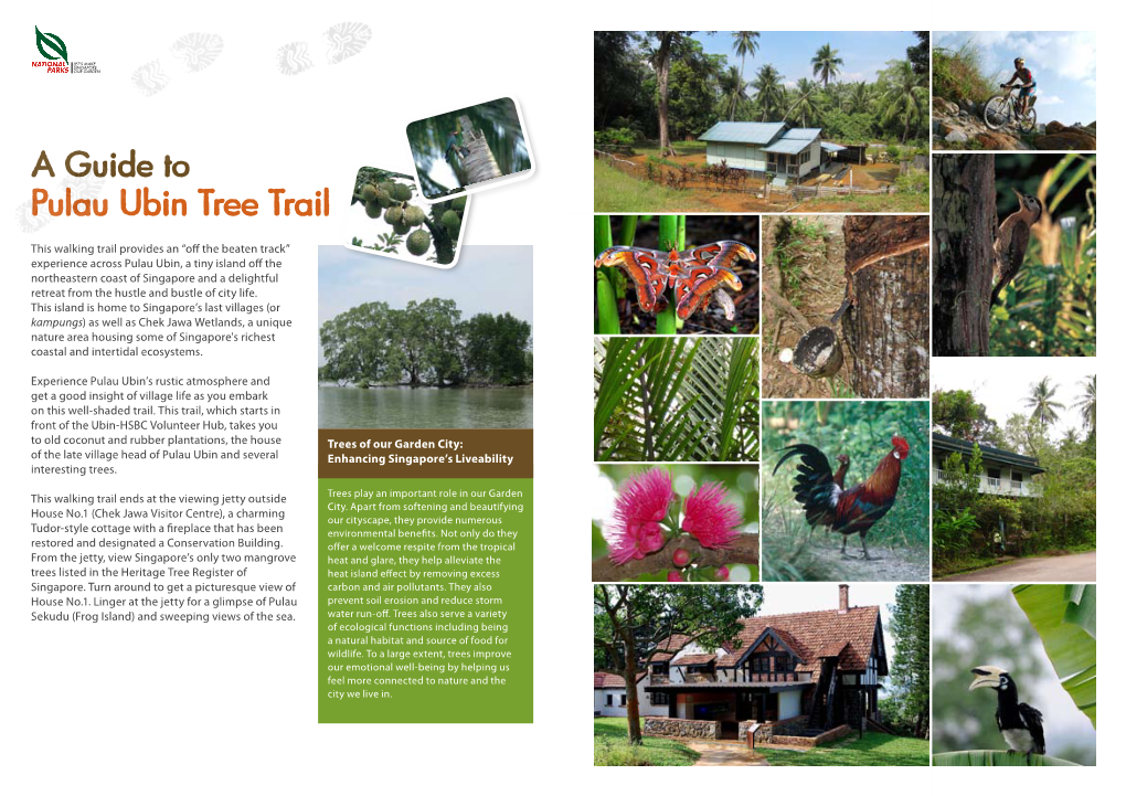 Pulau Ubin Tree Trail