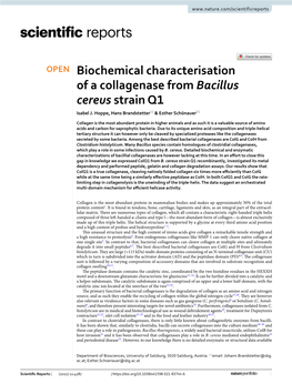 Biochemical Characterisation of a Collagenase from Bacillus Cereus Strain Q1 Isabel J