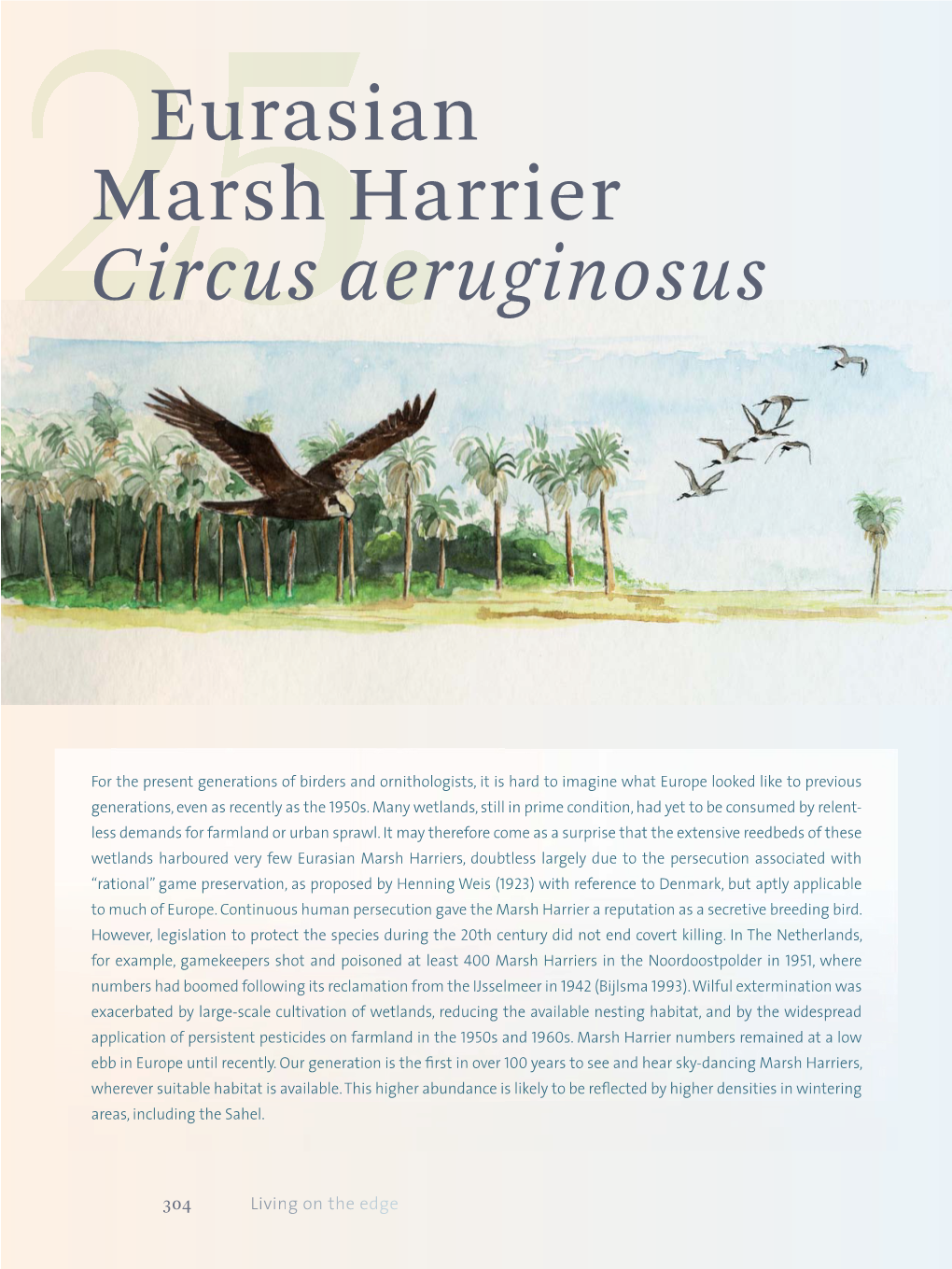 Eurasian Marsh Harrier Circus Aeruginosus