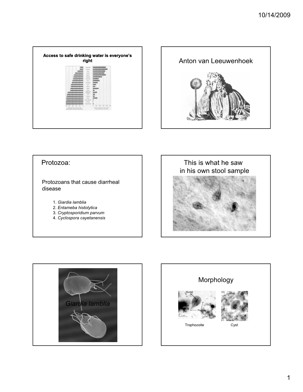 Protozoa: Giardia Lamblia Anton Van Leeuwenhoek This Is What He Saw