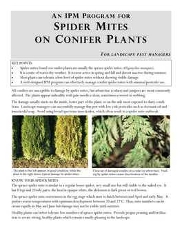 Spider Mites on Conifer Plants