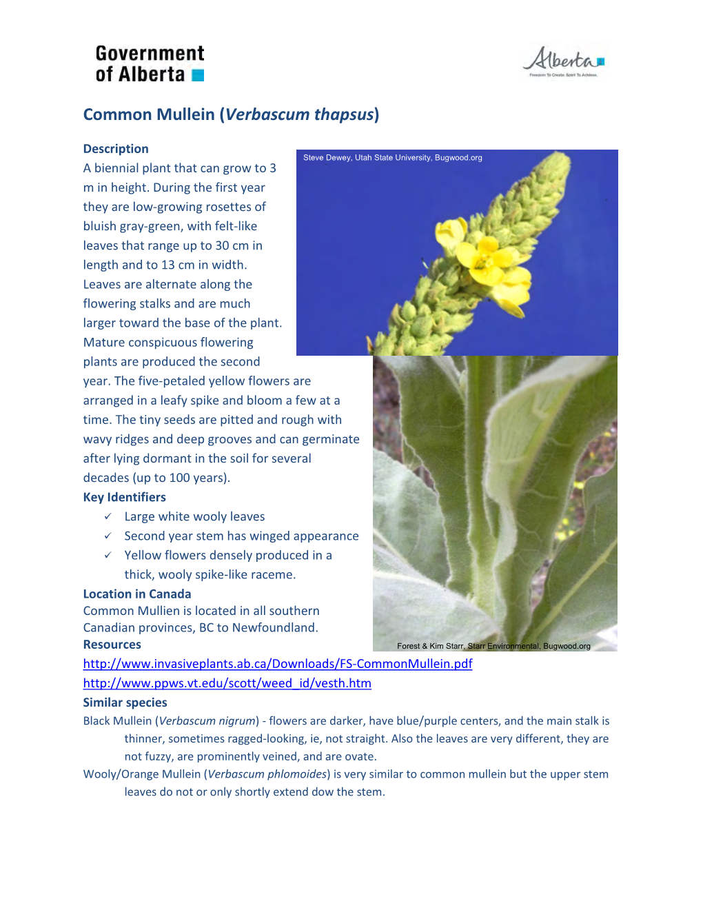 Common Mullein (Verbascum Thapsus)