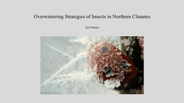 Overwintering Strategies of Insects in Northern Climates