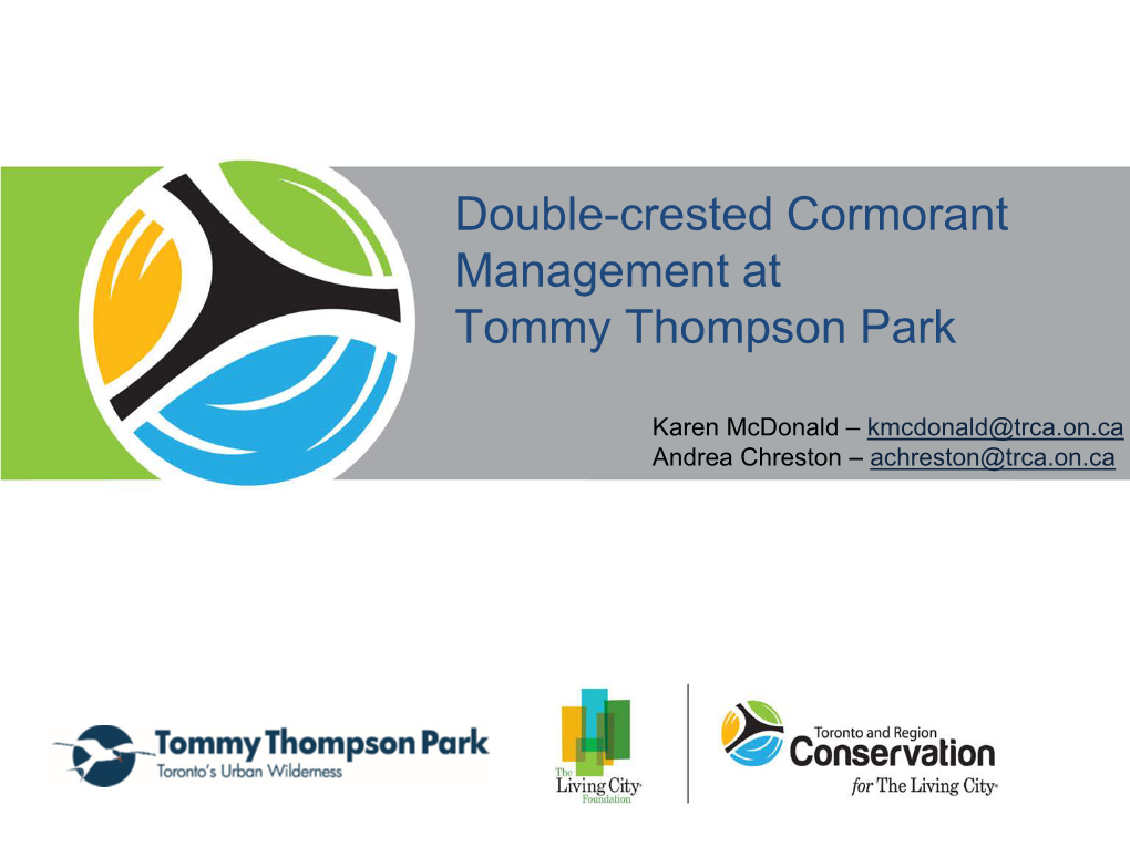 Double-Crested Cormorant Management at Tommy Thompson Park