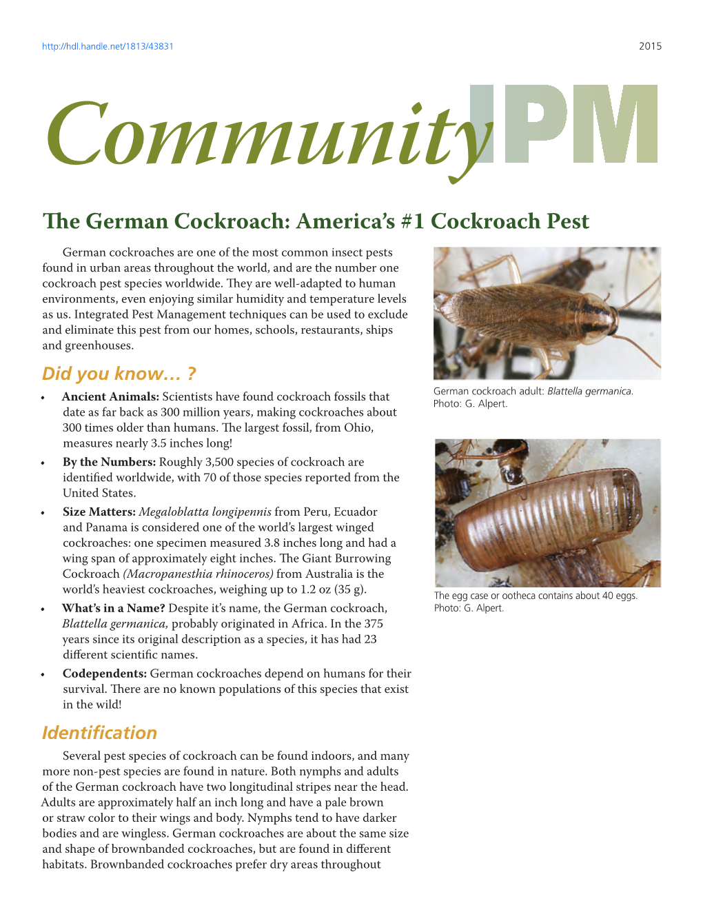 The German Cockroach