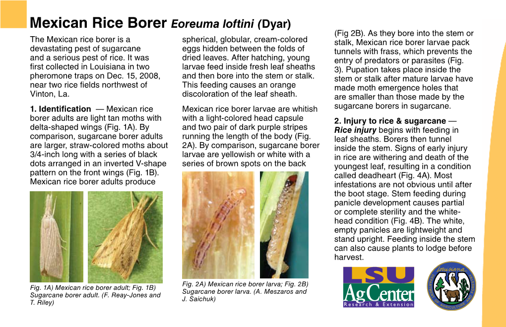 Mexican Rice Borer Eoreuma Loftini (Dyar) (Fig 2B)