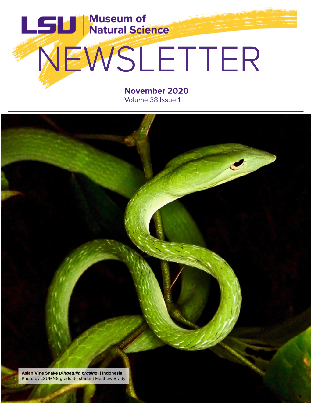 Museum Newsletter, Volume 38, Issue 1