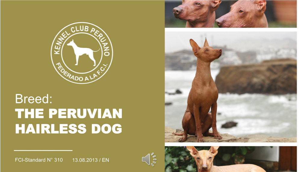Breed: the PERUVIAN HAIRLESS DOG