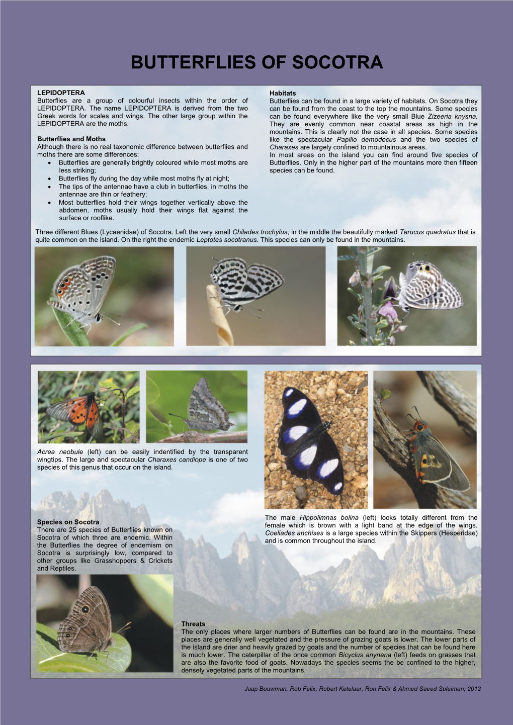 Butterflies of Socotra