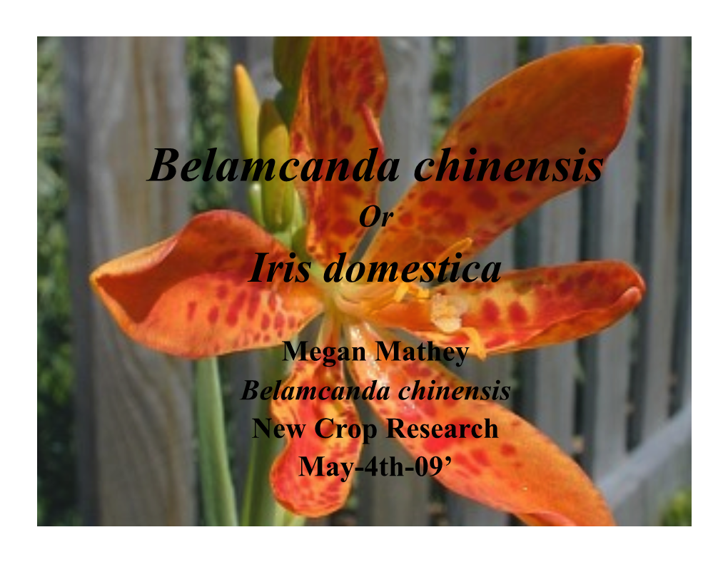 Belamcanda Chinensis Or Iris Domestica