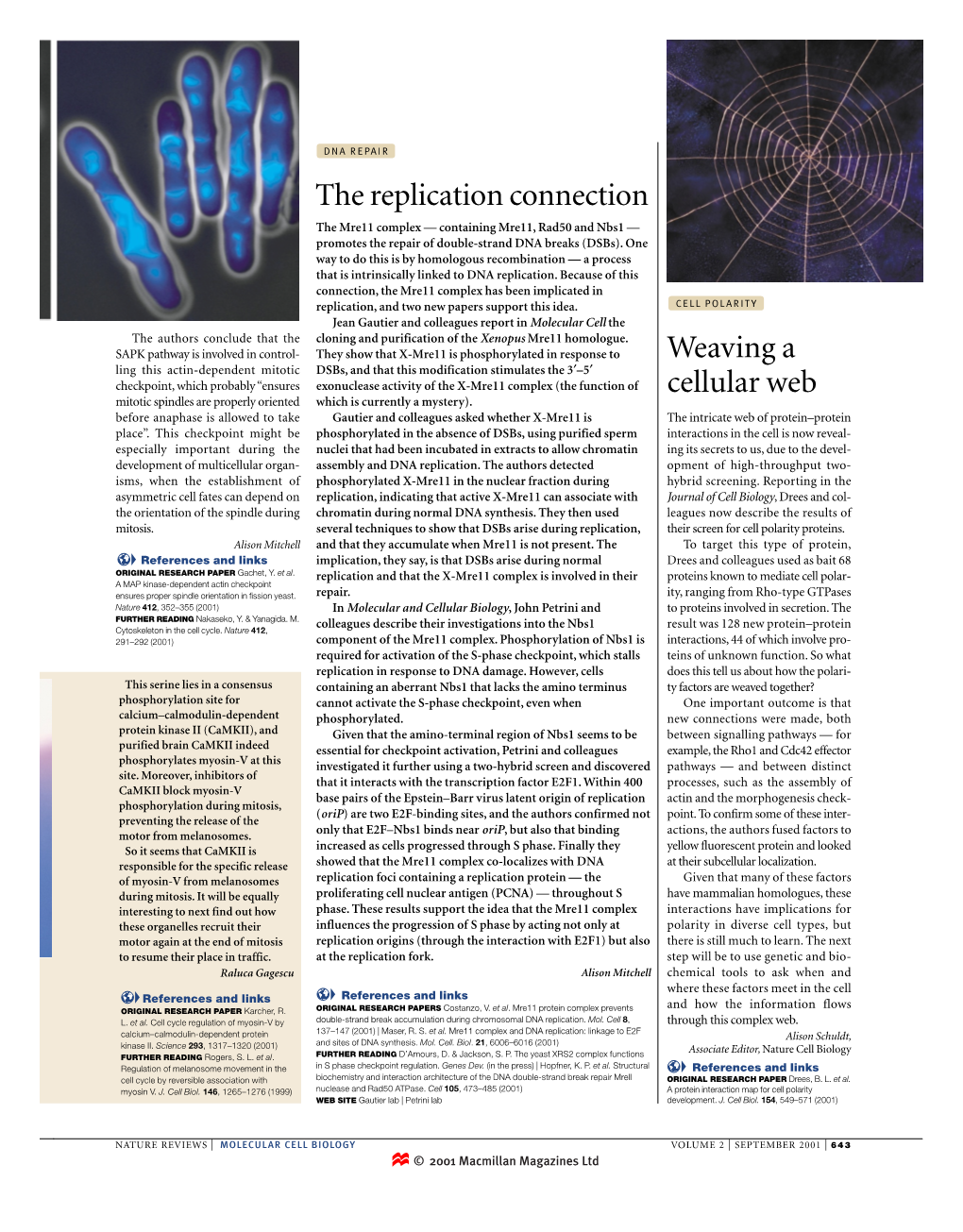 Weaving a Cellular Web the Replication Connection