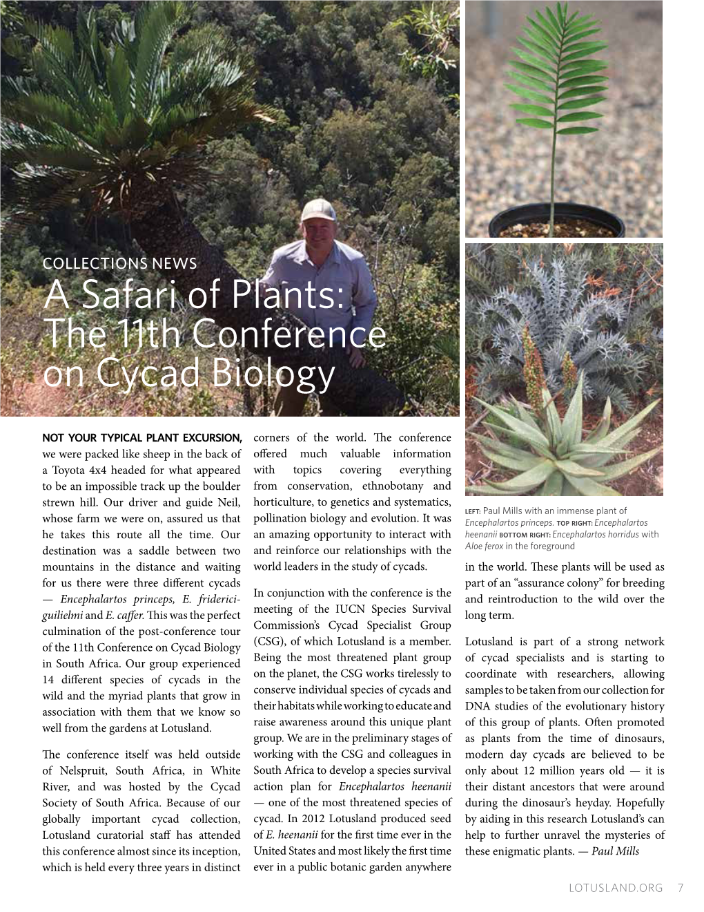 A Safari of Plants: the 11Th Conference on Cycad Biology