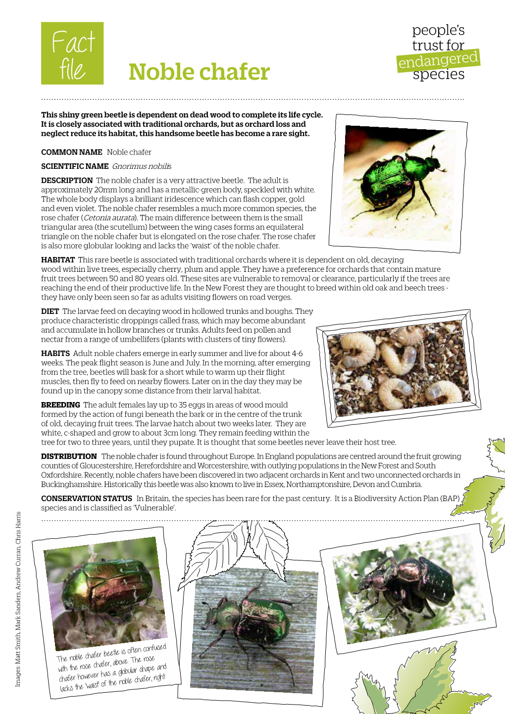 Noble Chafer Fact File