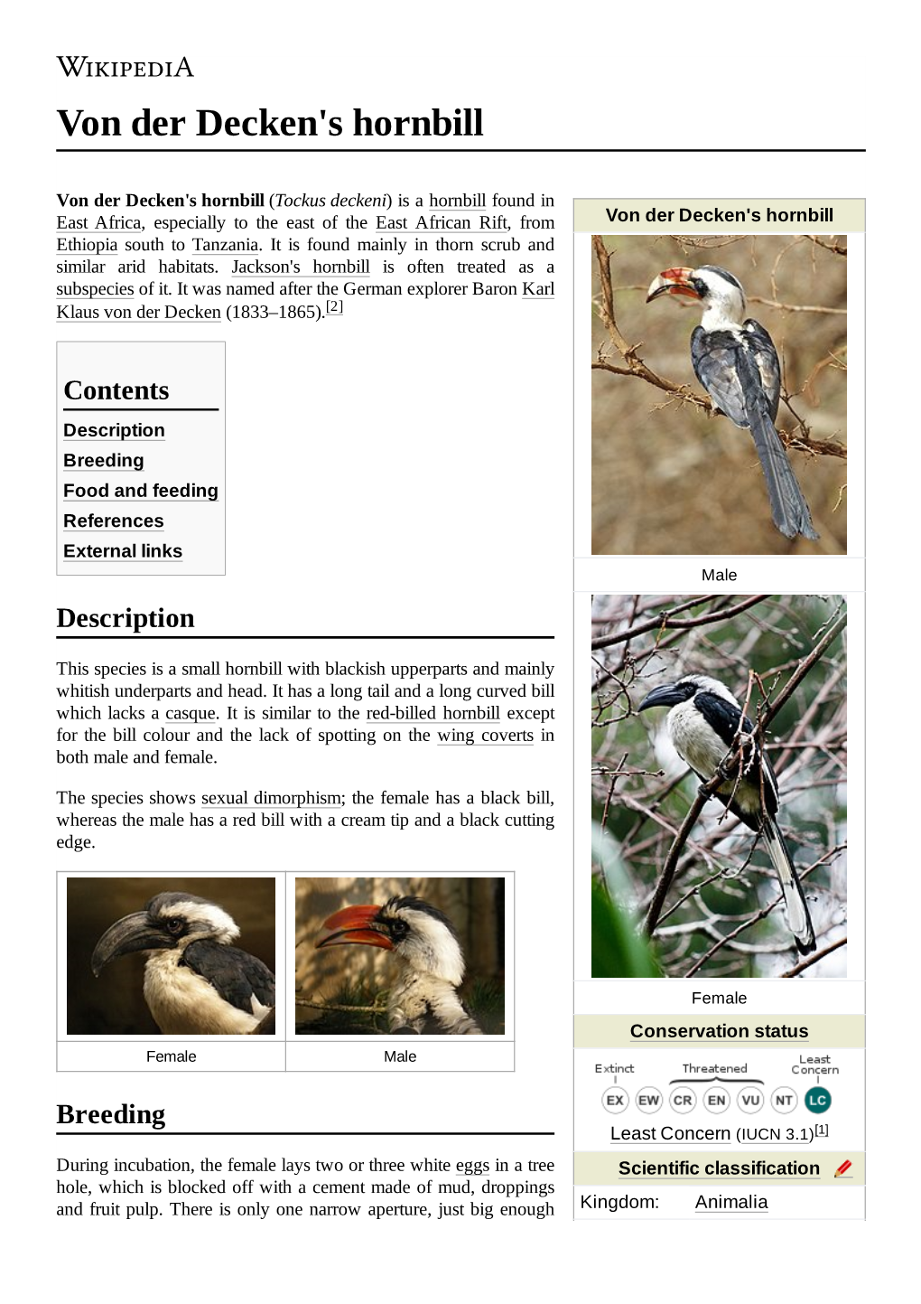 Von Der Decken's Hornbill