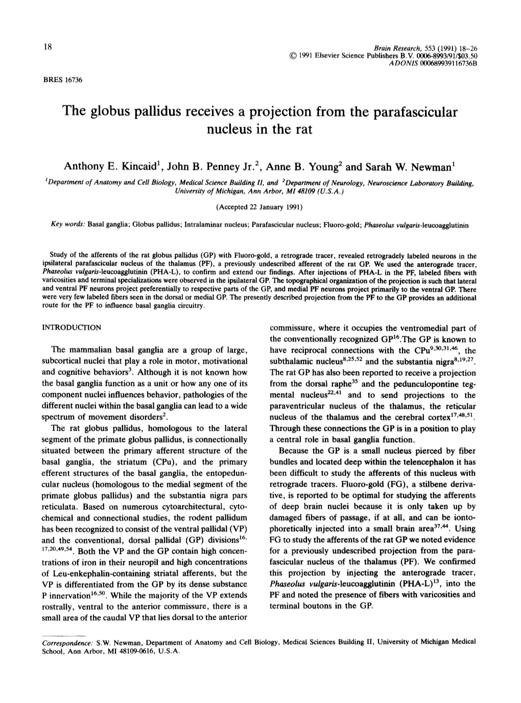 The Globus Pallidus Receives a Projection from the Parafascicular Nucleus in the Rat