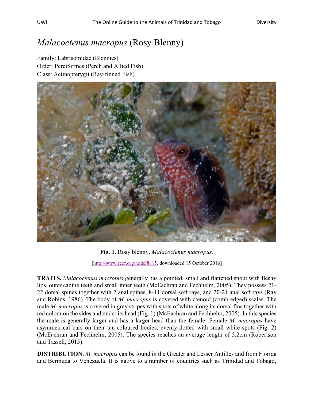 Malacoctenus Macropus (Rosy Blenny)