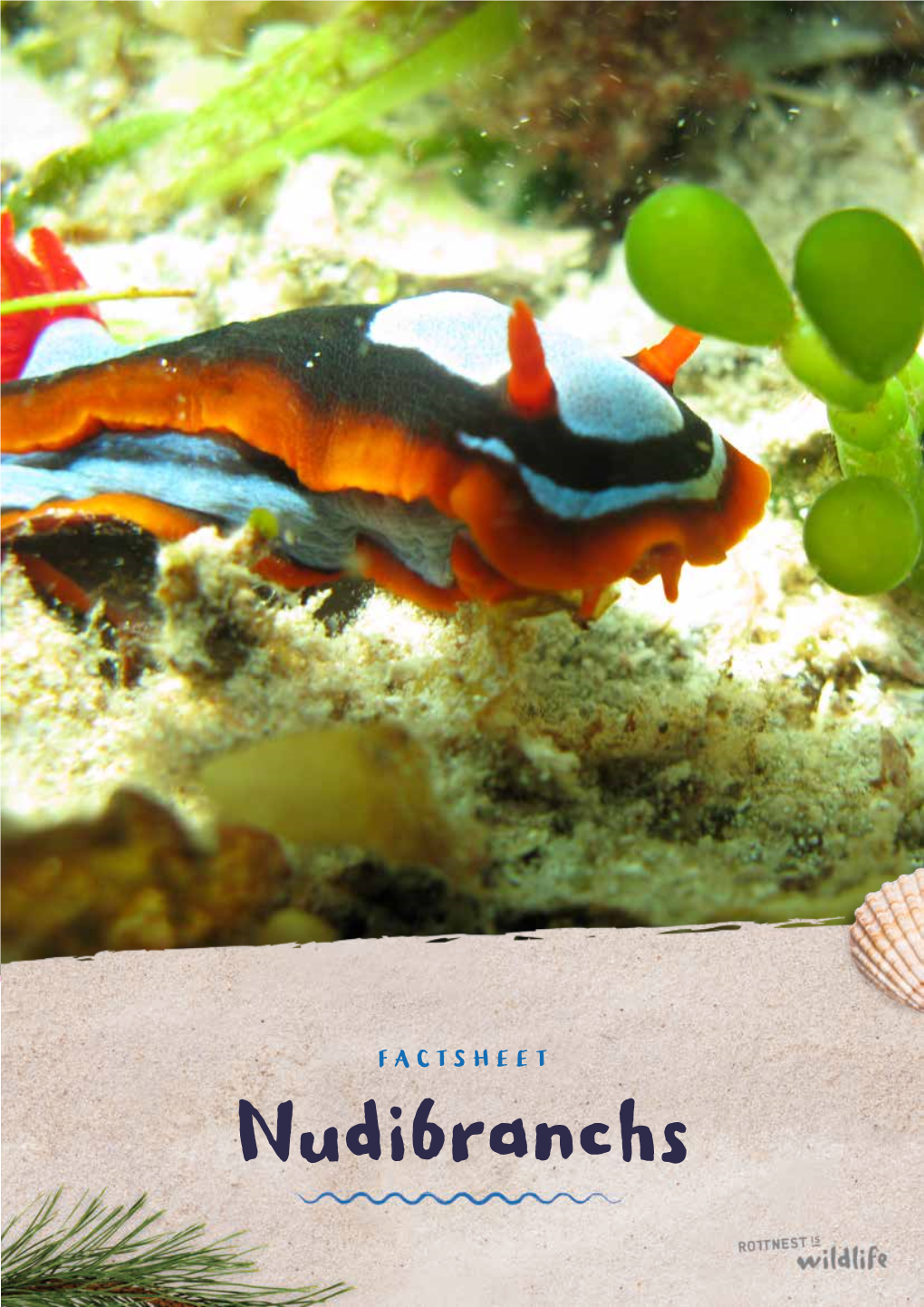 Nudibranchs FACTSHEET Nudibranchs