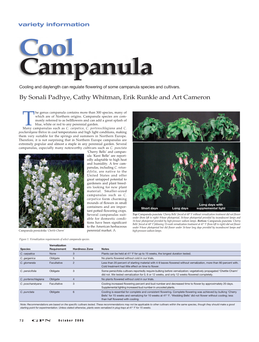 Cool Campanula